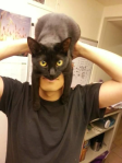 cat batman